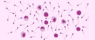 Лейкоциты в сперме под микроскопом