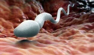 Сперматозоид в маточной трубе.jpg