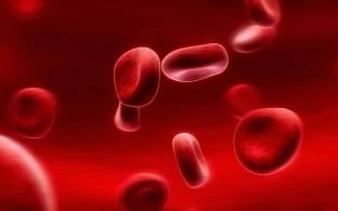 красные кровяные тельца под микроскопом
